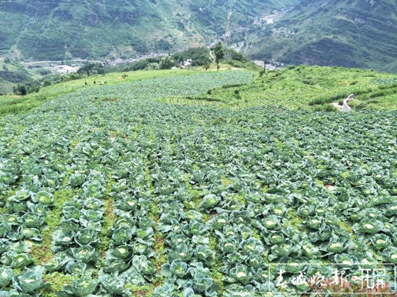 走进宜良蔬菜批发的新时代