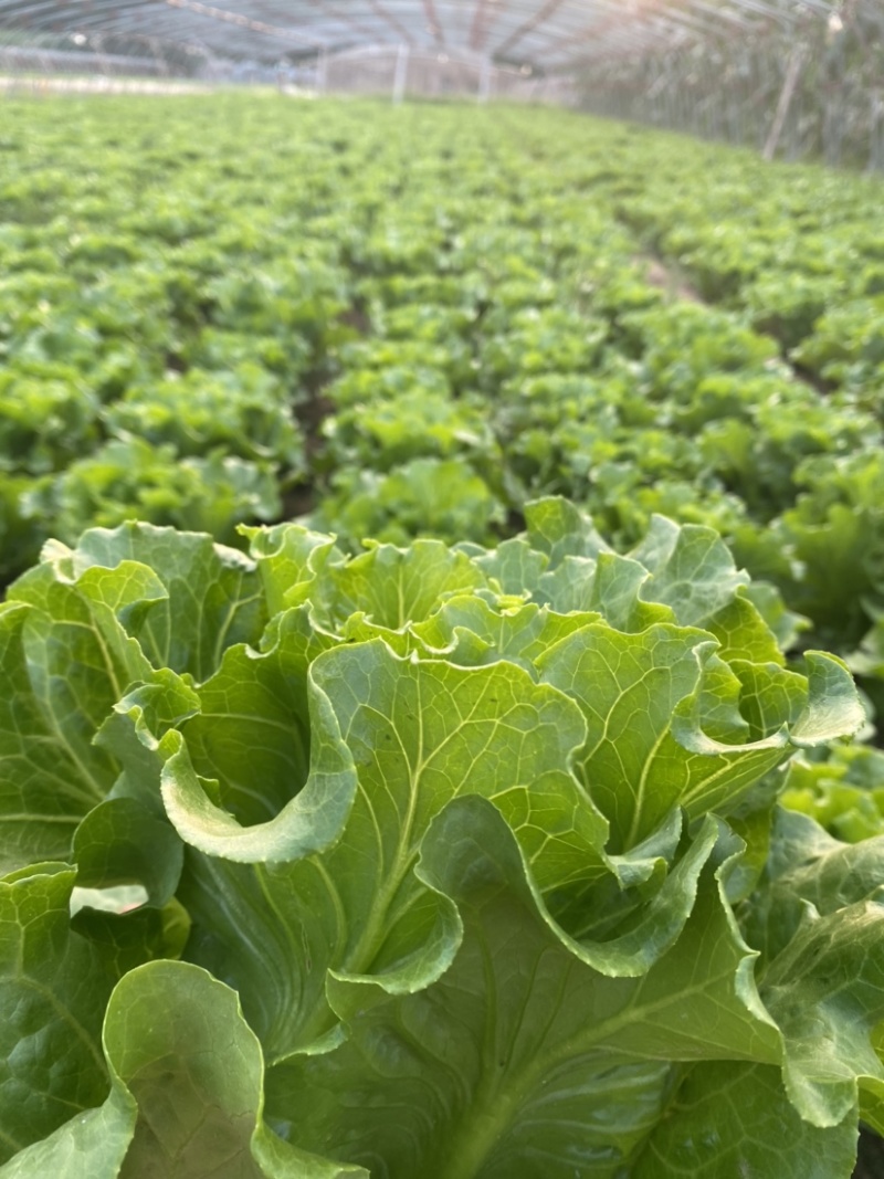 走进宜良：新鲜蔬菜批发的新天地