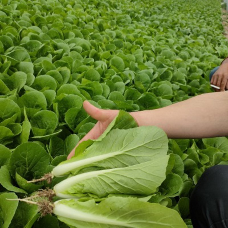 探索昆明宜良蔬菜的魅力