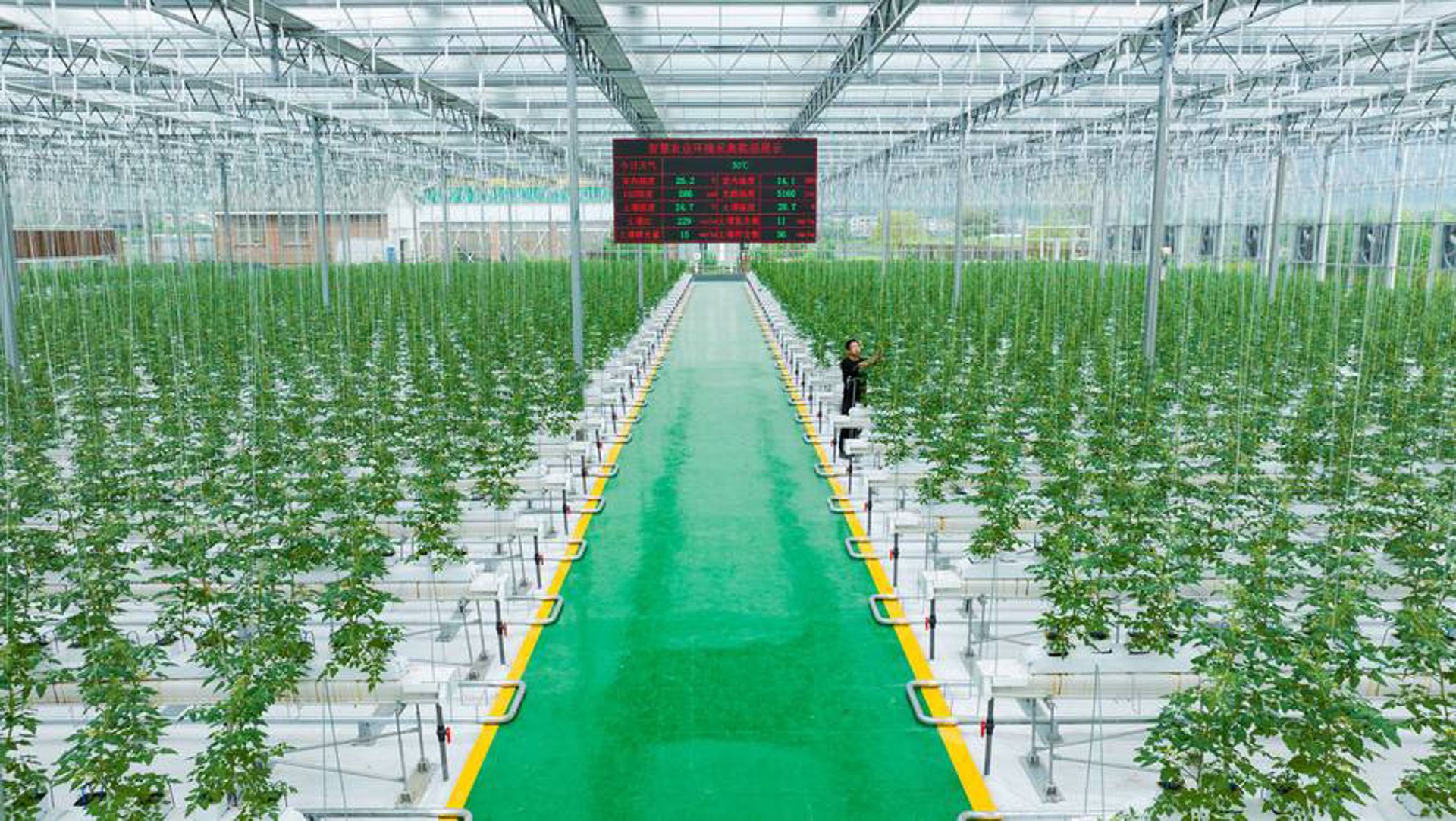 兴农蔬菜产销